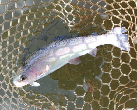 みんな釣るなあ 大安トラウトレイク